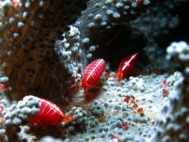 Amaryllis_on_Capnella