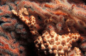 Astrosierra_amblyconus