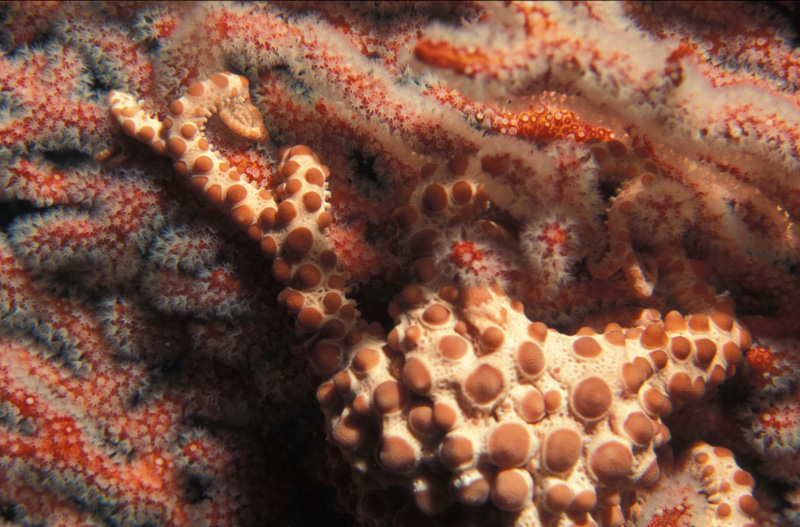 Astrosierra_amblyconus