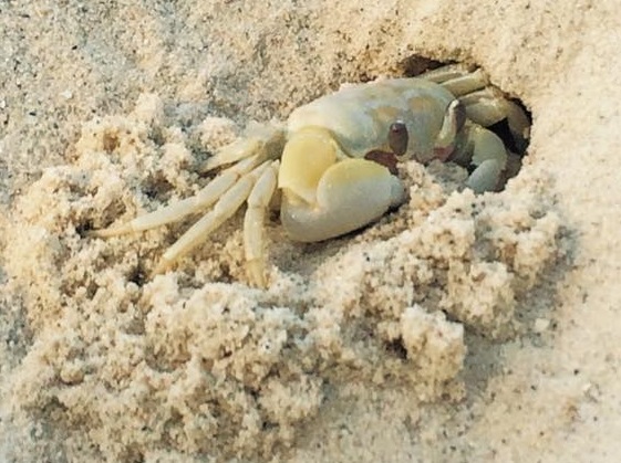 ghost_crab